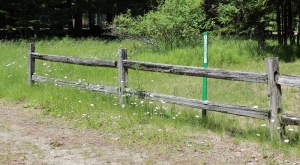 fence post and daisies
