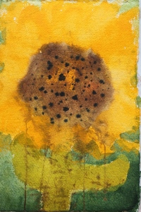 sunflower - 1