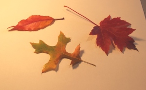 photo of 3 fall leaves