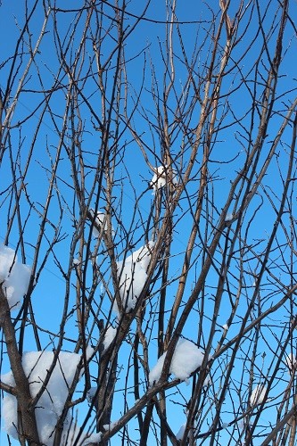 snow nests in branches